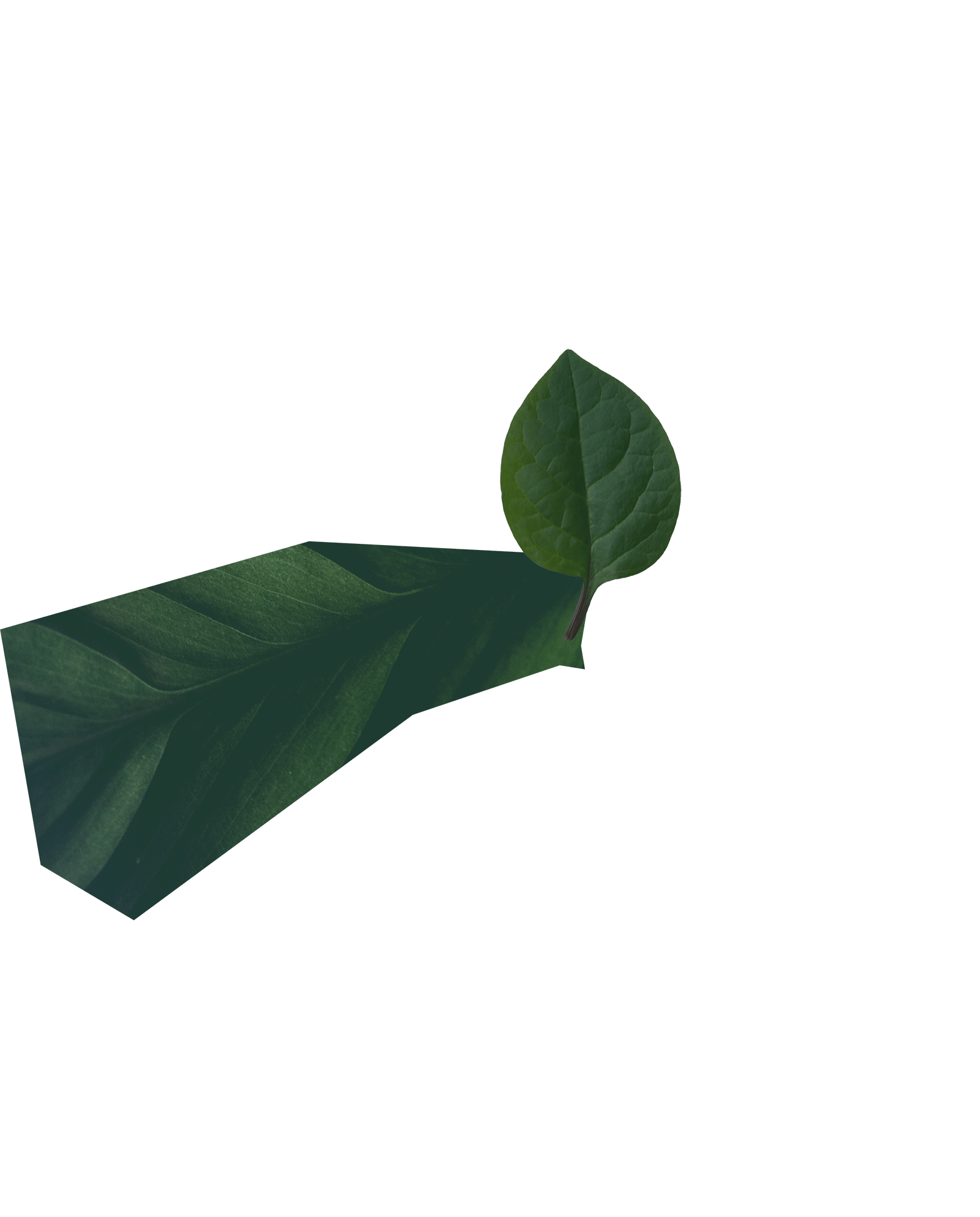 Leaves, Part of the collage 5