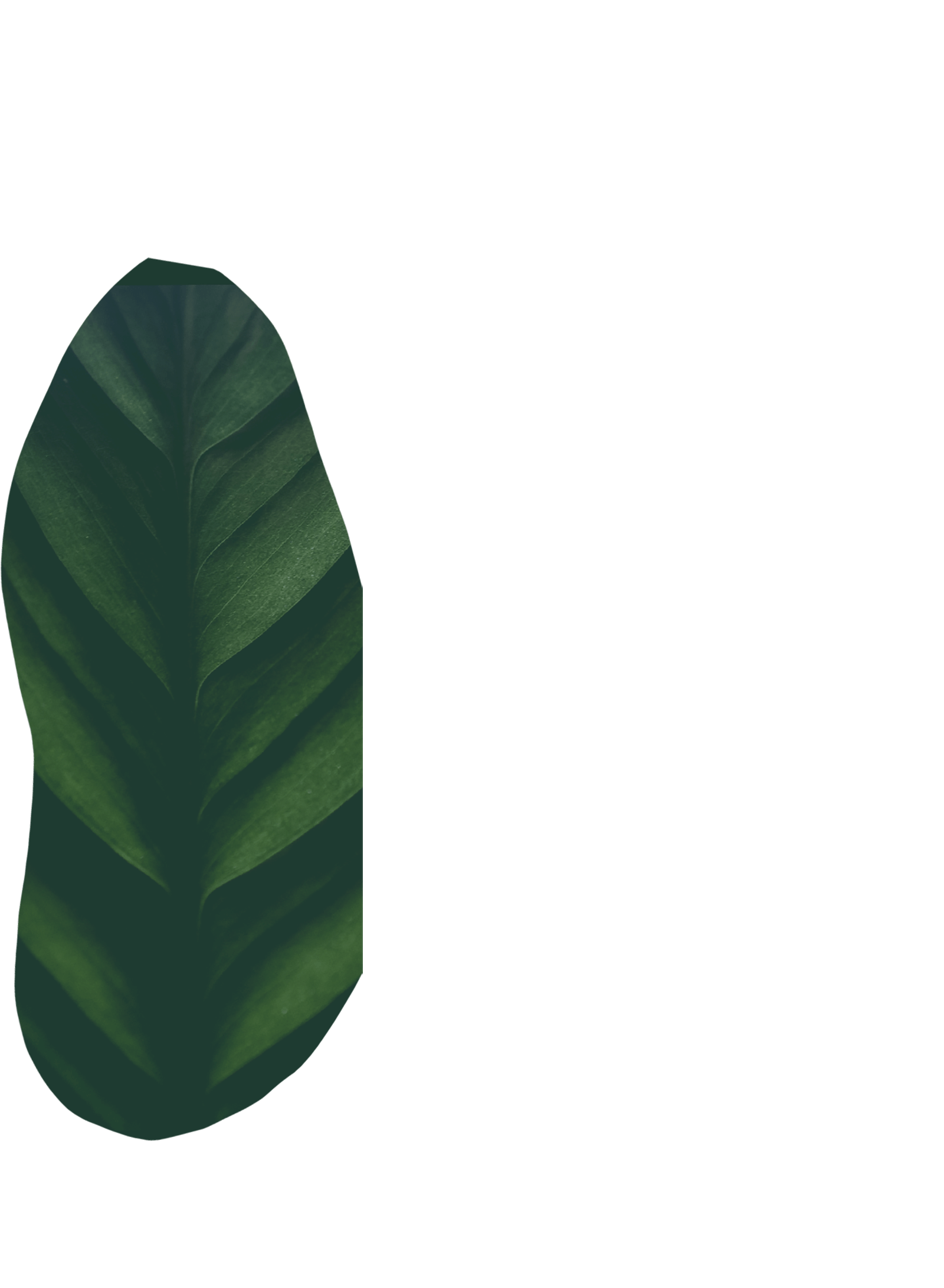 A leaf, Part of the collage 4