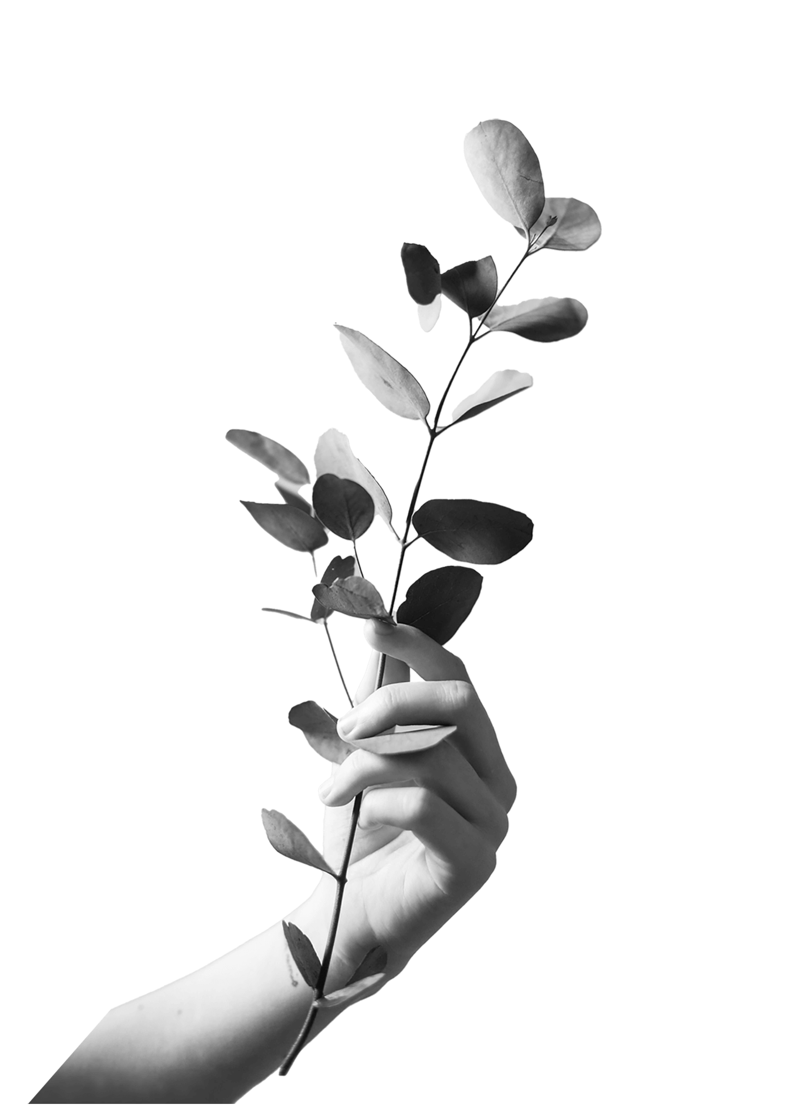 A plant in a hand, Part of the collage 7