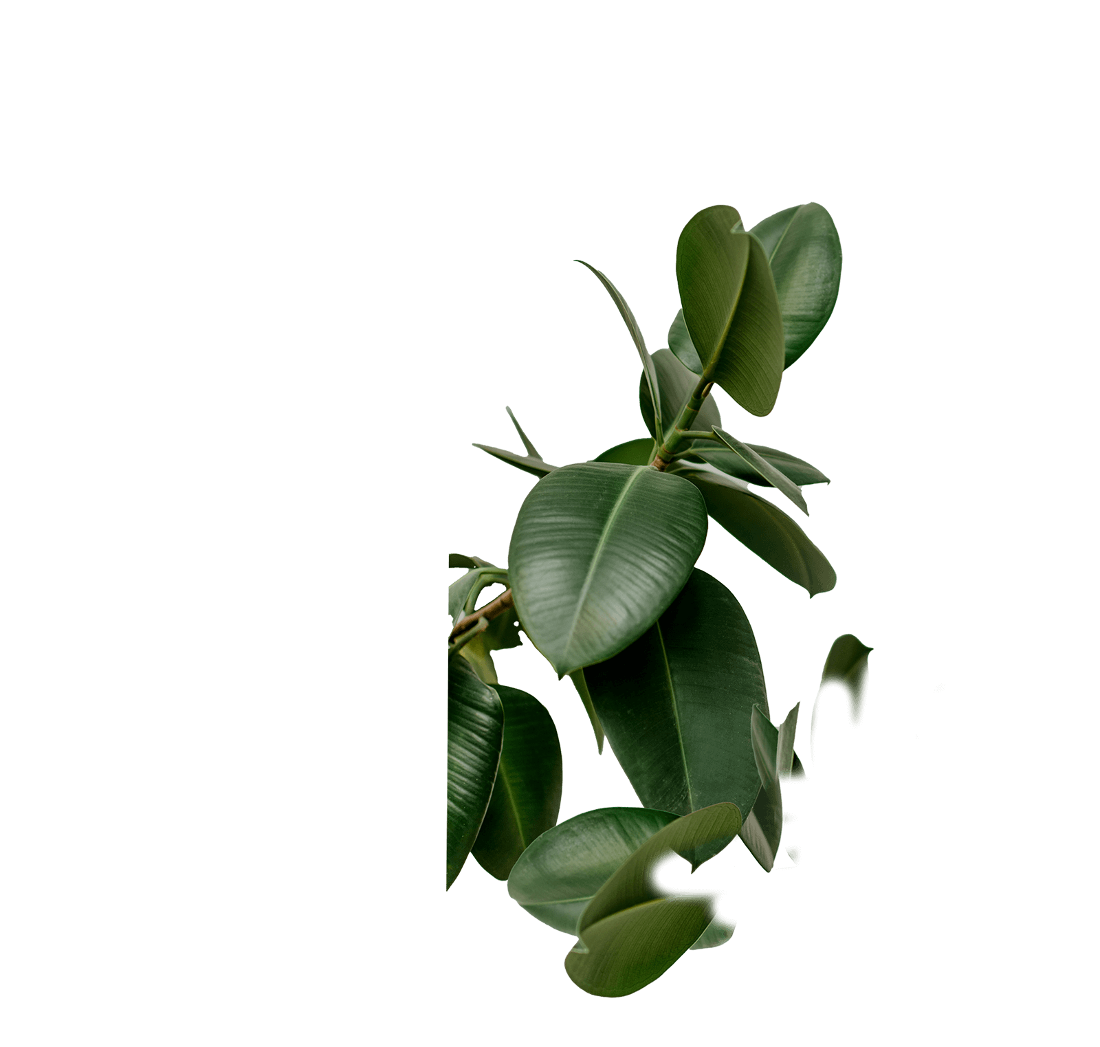 Green leaves, Part of the collage 2