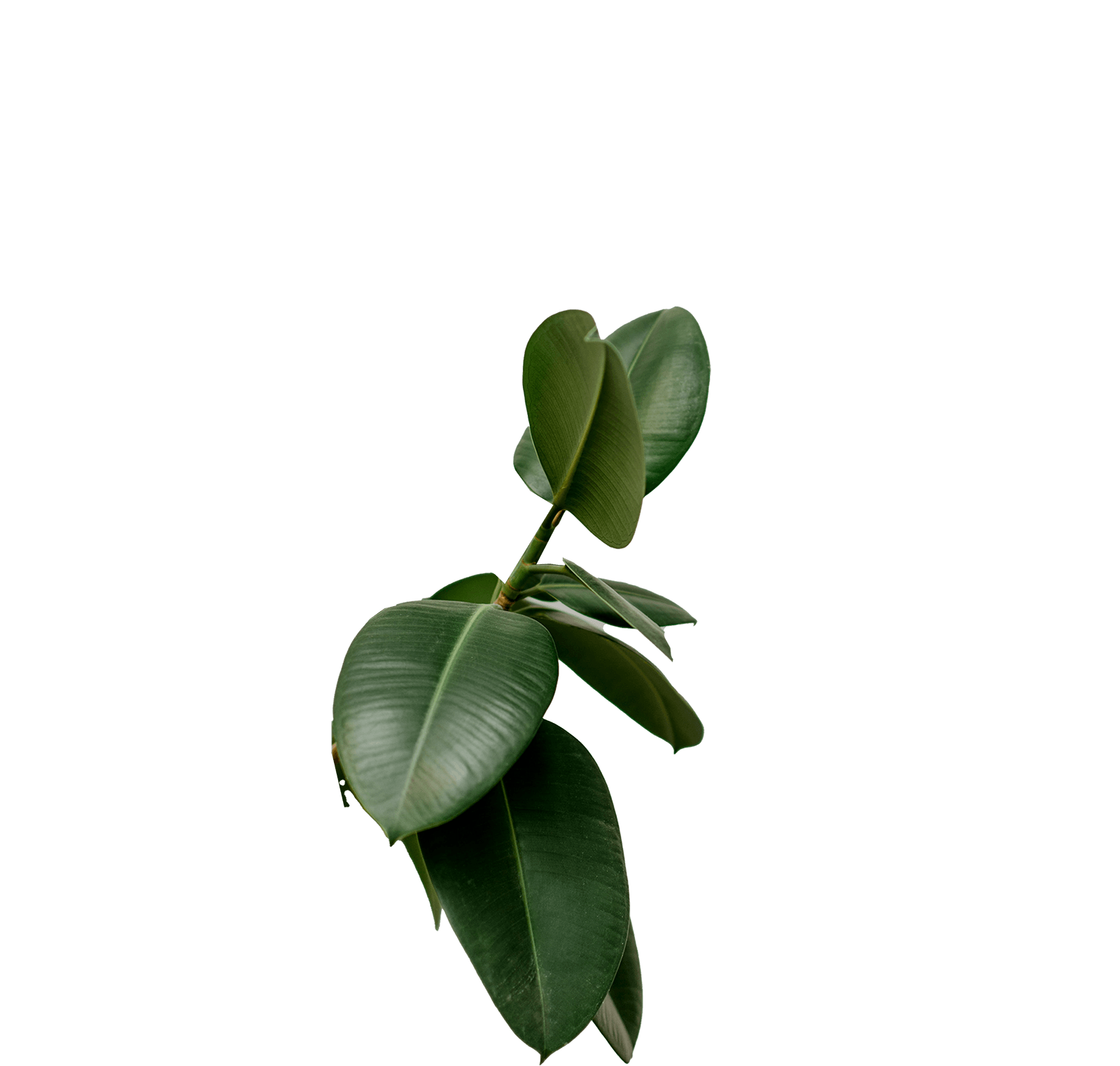 Plant leaves, Part of the collage 7