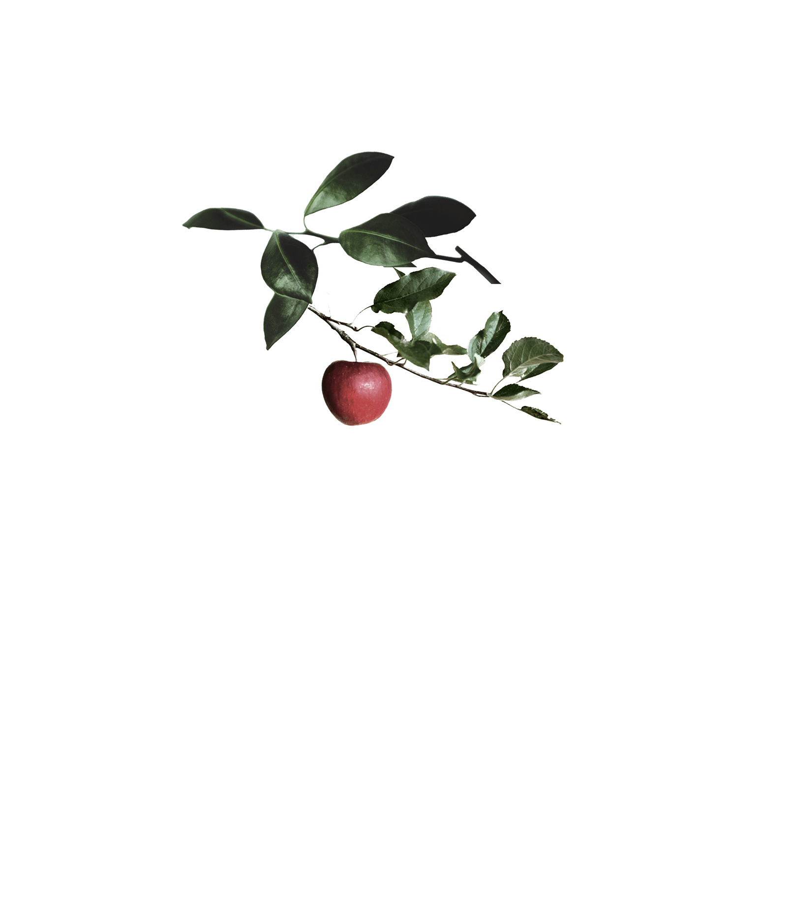 An apple on a branch with leaves, Part of the collage 5