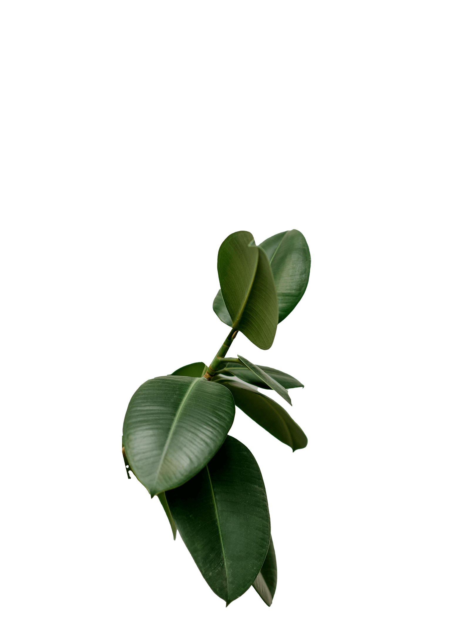 A plant, Part of the collage 5